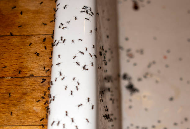 Wildlife Control Services in Uhrichsville, OH