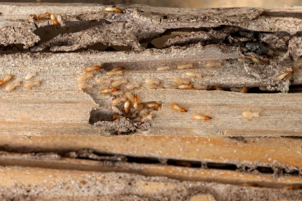 Flea Control Services in Uhrichsville, OH